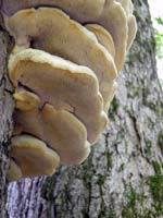 A closer view shows the yellowing teeth as it ages. 